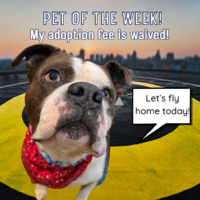adopt a pet