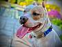 ANNIE - Pit Bull Terrier available for adoption