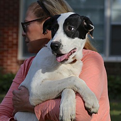 Thumbnail photo of Patches~ adopted! #2