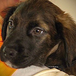 Photo of Pepper