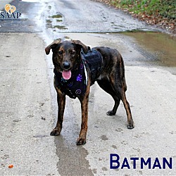 Thumbnail photo of Batman #3
