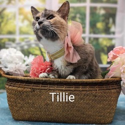 Photo of Tillie