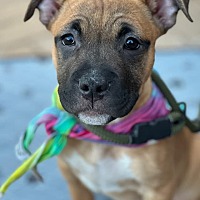 adopt a pet