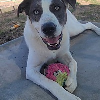 adopt a pet