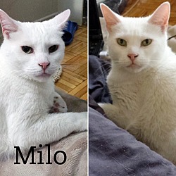 Thumbnail photo of Meeko & Milo #3