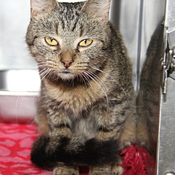 Thumbnail photo of Timber (Spayed) (FeLV+) #2