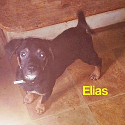 Thumbnail photo of Elias #2