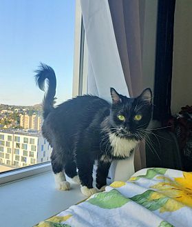 petsmart victoria adoption