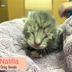 Thumbnail photo of Natilla #3