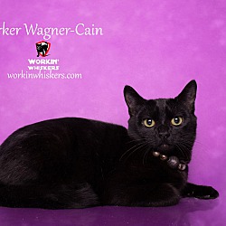 Thumbnail photo of PARKER WAGNER-CAIN #1