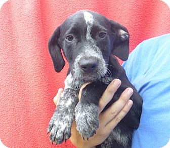 Oviedo, FL - German Shorthaired Pointer. Meet Mark a Pet for Adoption.