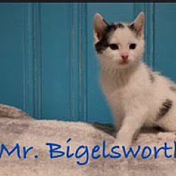 Photo of Mr. Bigelsworth