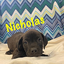 Photo of Nicholas