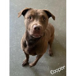 Photo of Cooper