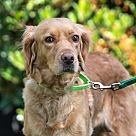 Adopt A Pet :: Maggie - Escondido, CA