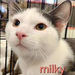 Thumbnail photo of Milky #2