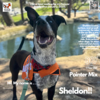 adopt a pet