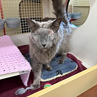 adopt a pet