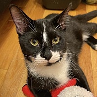 adopt a pet