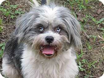 Albany Ny Shih Tzu Meet Jagger A Pet For Adoption