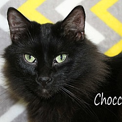 Thumbnail photo of Chocco #3