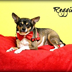 Thumbnail photo of Reggie #2
