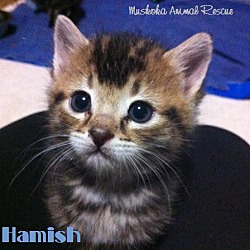 Thumbnail photo of Hamish - Loves Humans! #2
