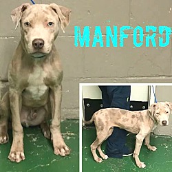 Thumbnail photo of Manford 💚 ADOPTED! #2