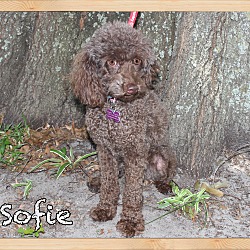 Thumbnail photo of Sofie #4