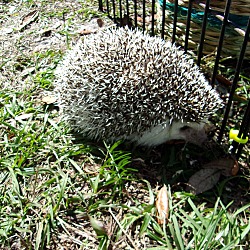 Thumbnail photo of Hedgehog #2