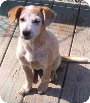 red heeler and beagle mix