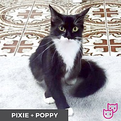 Thumbnail photo of Pixie (bonded with Poppy) #4