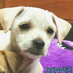 Thumbnail photo of Denver #3
