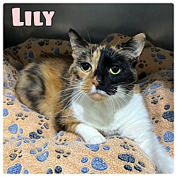 Photo of Lily - PetSmart