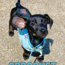 Photo of Sprocket in Texarkana TX