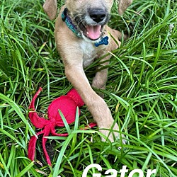 Thumbnail photo of Gator #3