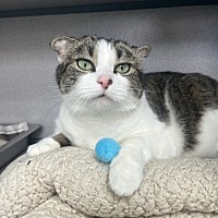 adopt a pet