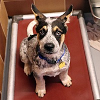 adopt a pet