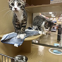 adopt-pet