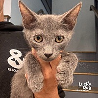 adopt a pet