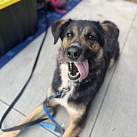 adopt-pet