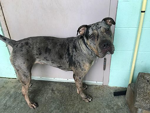 Blountville, TN - Catahoula Leopard Dog/Mastiff. Meet Hope a Pet for ...