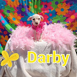 Thumbnail photo of Darby #2