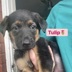 Photo of Tulip