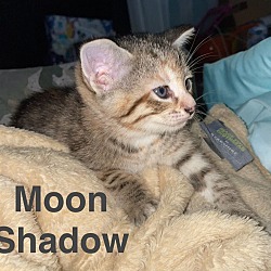Photo of Moon Shadow