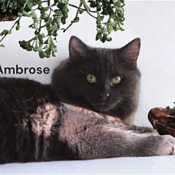 Thumbnail photo of Ambrose #2