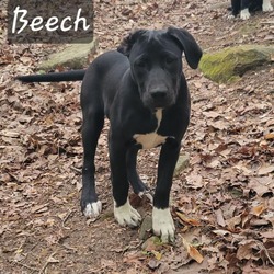 Thumbnail photo of Beech #1