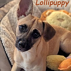 Thumbnail photo of Lollipuppy #1