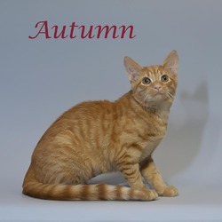 Thumbnail photo of Autumn C24-264 #1