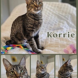 Thumbnail photo of Korrie #3